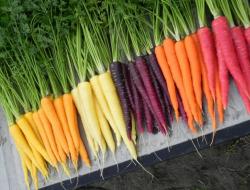 Желтая морковь: разновидности и их характеристики Виды и сорта моркови, названия и фотографии